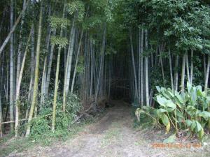 竹林の入り口 竹林の入り口