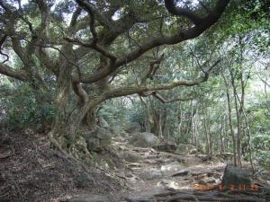 宝満山正面登山道亀岩付近