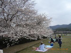 太宰府政庁跡の桜