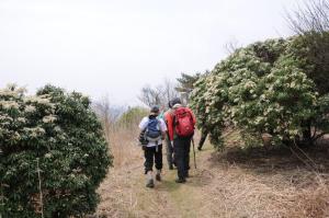 アセビの咲く登山道