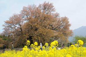 一心行の大桜