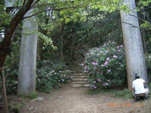 宝満山正面登山道二合目付近のシャクナゲ