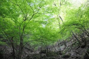 ウグイス谷の美しい新緑