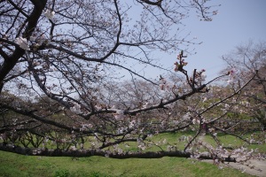 都府楼跡の桜