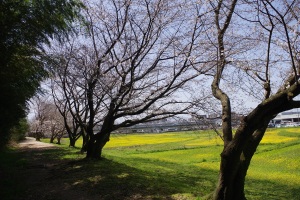 水城防塁の桜