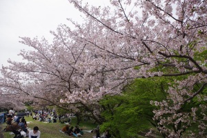 都府楼跡の桜1