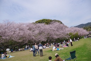 都府楼跡の桜2