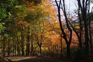 紅葉3
