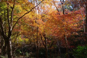 紅葉4
