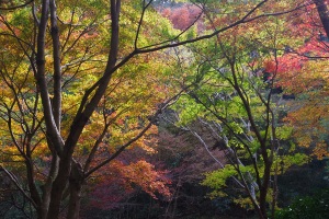 紅葉5