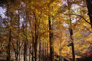 一番の紅葉スポット2